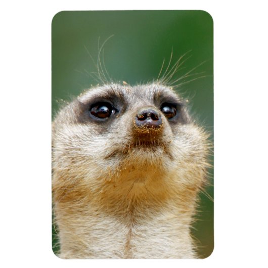 Meerkat 12 magnet (Vertikal)