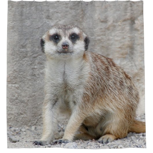 Meerkat 134 duschvorhang (Vorderseite)