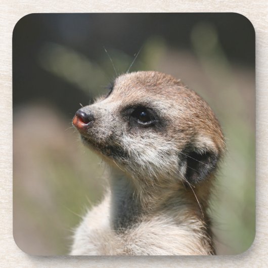 Meerkat 14 getränkeuntersetzer (Vorderseite)