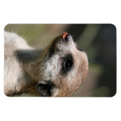 Meerkat 14 magnet (Horizontal)