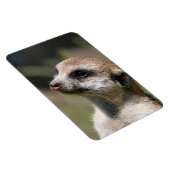 Meerkat 14 magnet (Rechte Seite)