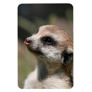 Meerkat 14 magnet