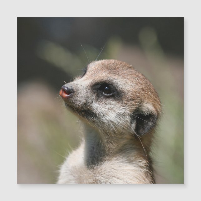 Meerkat 14 magnetkarte (Vorderseite)