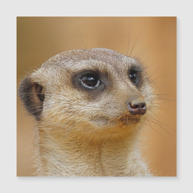 Meerkat 154 magnetkarte (Vorderseite)