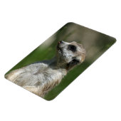 Meerkat 15 magnet (Linke Seite)
