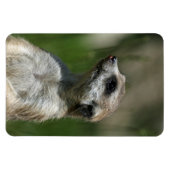 Meerkat 15 magnet (Horizontal)