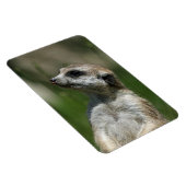 Meerkat 15 magnet (Rechte Seite)