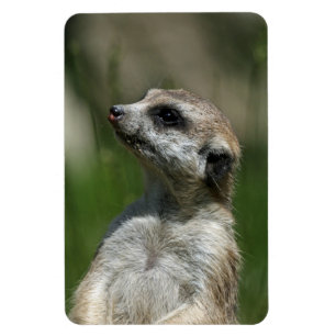 Meerkat 15 magnet