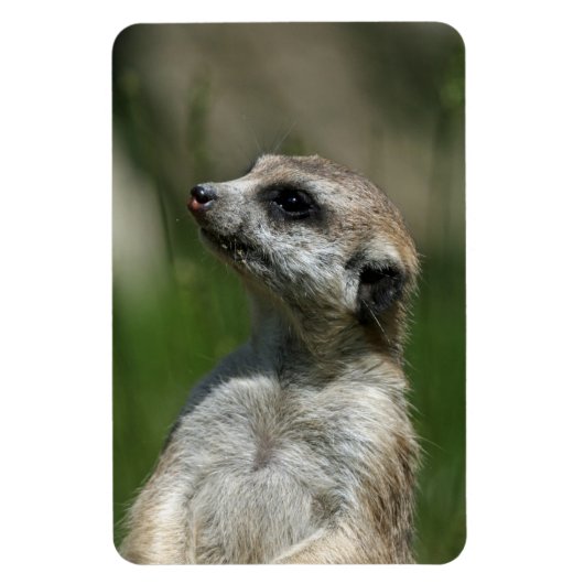 Meerkat 15 magnet (Vertikal)