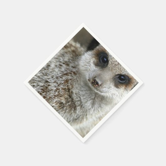 meerkat-16.jpg serviette (Ecke)