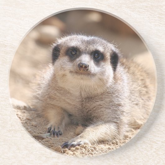 Meerkat 174 getränkeuntersetzer (Vorne)