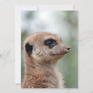 Meerkat 180 feiertagskarte