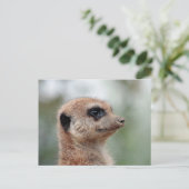 Meerkat 180 postkarte (Stehend Vorderseite)