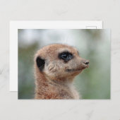 Meerkat 180 postkarte (Vorne/Hinten)