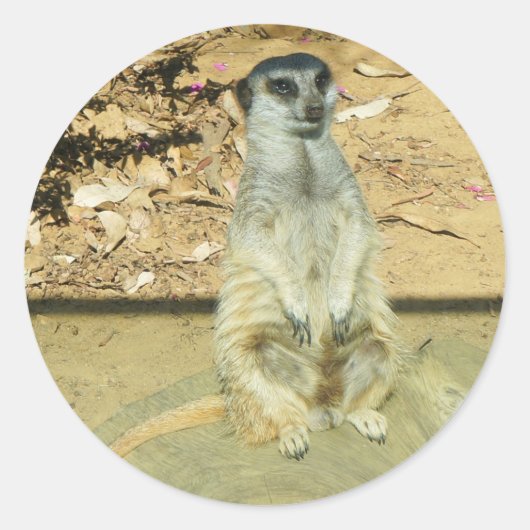 Meerkat #1 Stickers (Vorderseite)