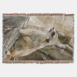 Meerkat 2014-1001 decke
