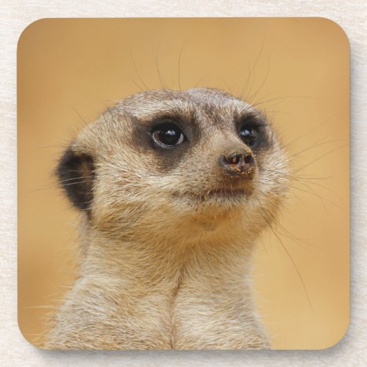 Meerkat 2014-1101 untersetzer (Vorderseite)
