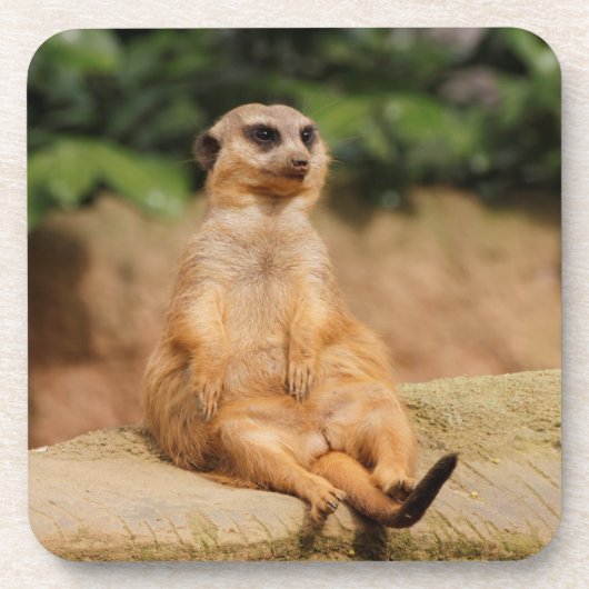 Meerkat_2015_0110 Untersetzer (Vorderseite)