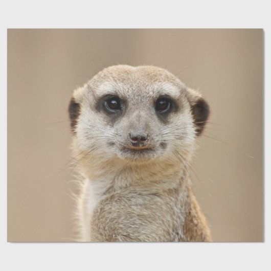 Meerkat_2015_0211 Geschenkpapier (Flach)