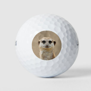 Meerkat_2015_0211 Golfball