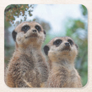 Meerkat_2015_0409 Rechteckiger Pappuntersetzer