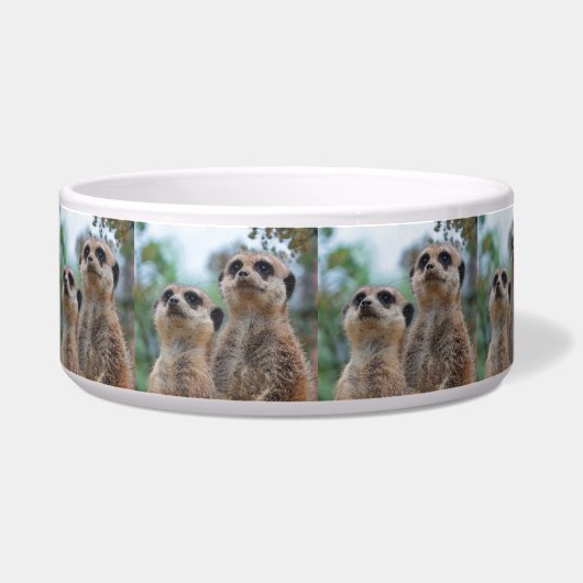 Meerkat_2015_0410 Napf (Rechts)