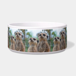 Meerkat_2015_0410 Napf