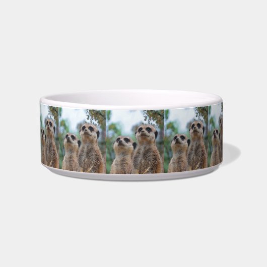 Meerkat_2015_0410 Napf (Links)