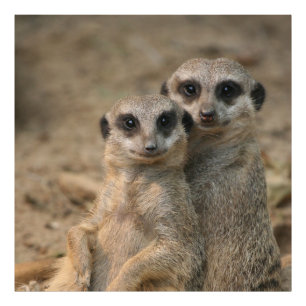 Meerkat_20170901_by_JAMFoto Fotodruck