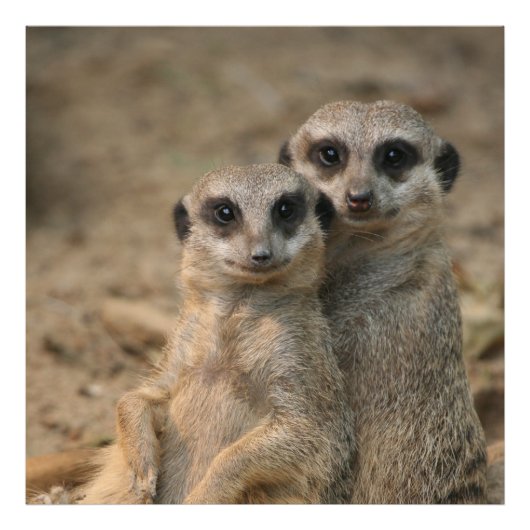 Meerkat_20170901_by_JAMFoto Fotodruck (Vorne)