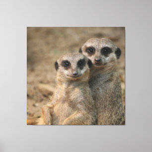Meerkat_20170901_by_JAMFoto Leinwanddruck