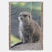 Meerkat_20171101_by_JAMFoto Decke (Vorderseite Vertikal)