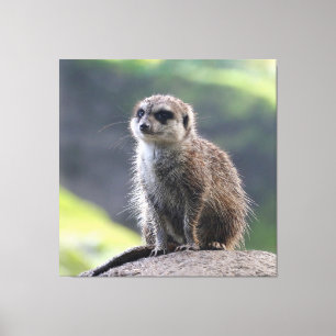 Meerkat_20171101_by_JAMFoto Leinwanddruck