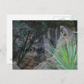 Meerkat # 2 postkarte (Vorne/Hinten)