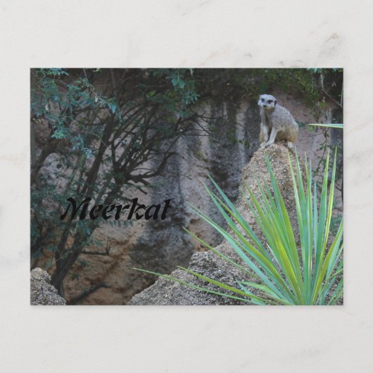 Meerkat # 2 postkarte (Vorderseite)