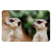Meerkat 30 magnet (Horizontal)