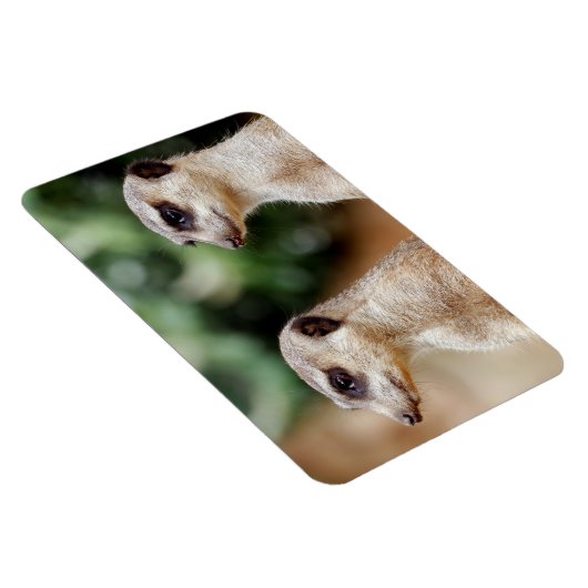 Meerkat 30 magnet (Rechte Seite)