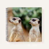 Meerkat 30 notizblock (Vorderseite)