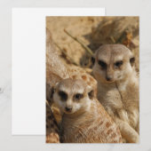 Meerkat 39 feiertagskarte (Vorne/Hinten)