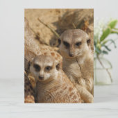 Meerkat 39 feiertagskarte (Stehend Vorderseite)