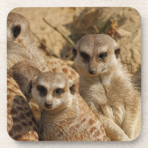 Meerkat 39 getränkeuntersetzer