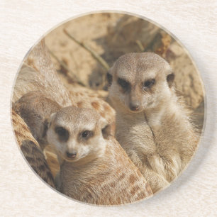 Meerkat 39 getränkeuntersetzer