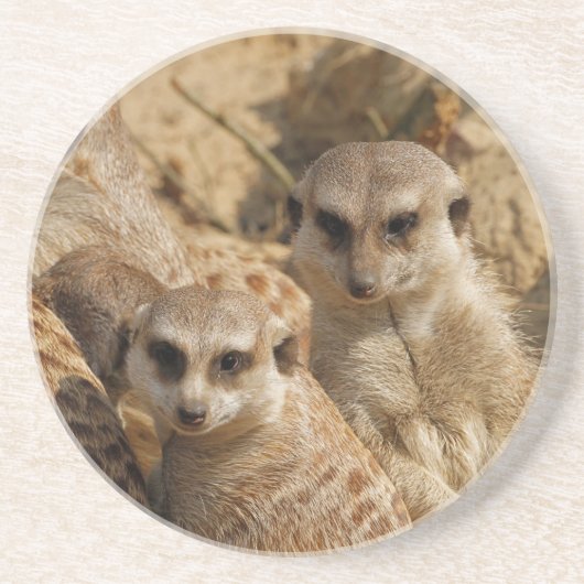 Meerkat 39 getränkeuntersetzer (Vorne)
