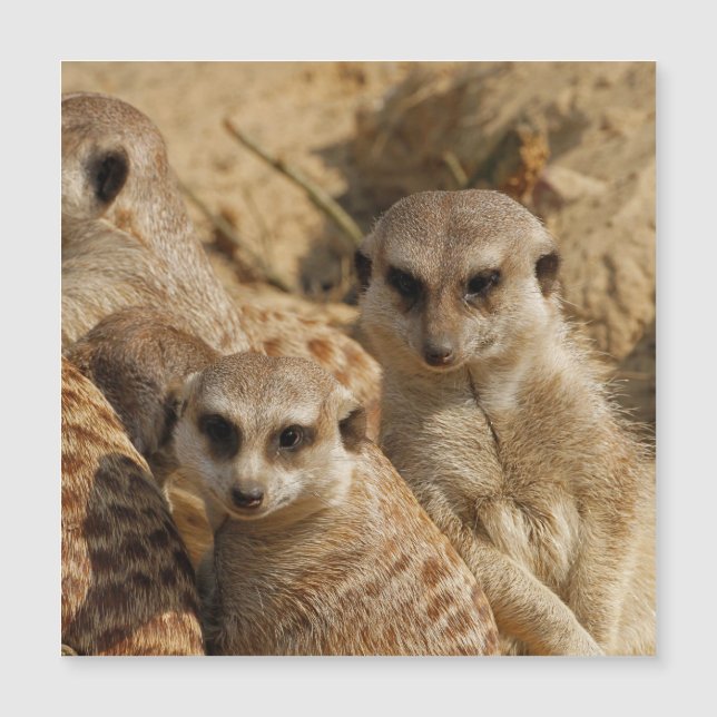 Meerkat 39 magnetkarte (Vorderseite)