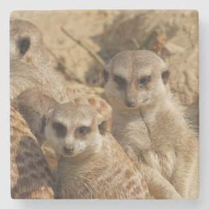 Meerkat 39 steinuntersetzer