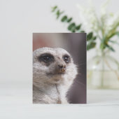 Meerkat Animal Safari Africa Niedlich Suricate Postkarte (Stehend Vorderseite)
