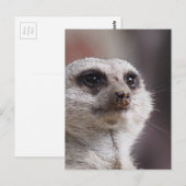 Meerkat Animal Safari Africa Niedlich Suricate Postkarte (Vorne/Hinten)