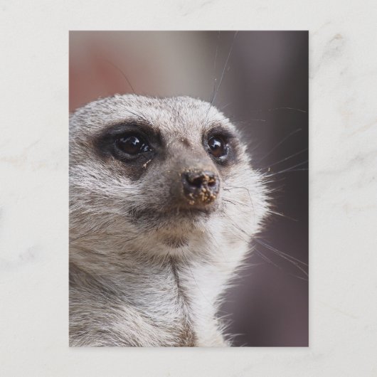 Meerkat Animal Safari Africa Niedlich Suricate Postkarte (Vorderseite)