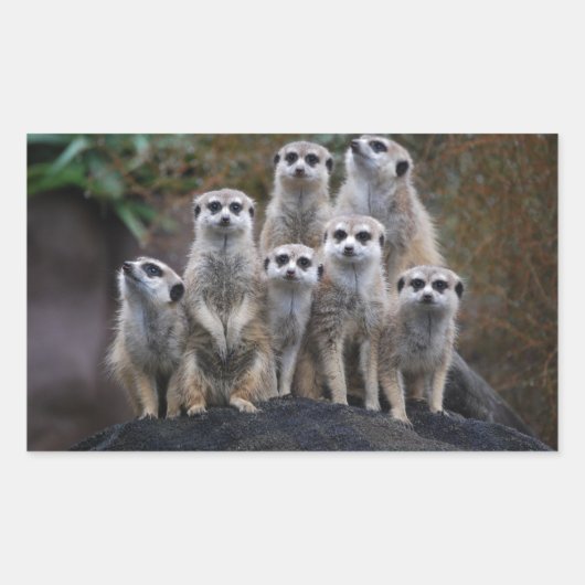 Meerkat Animal Safari Africa Niedlich Suricate Rechteckiger Aufkleber (Vorderseite)