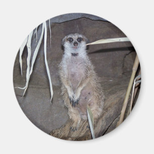Meerkat Anstarren Magnet